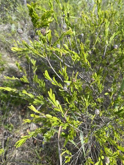 Asteromyrtus lysicephala, photographed by Richard Fuller