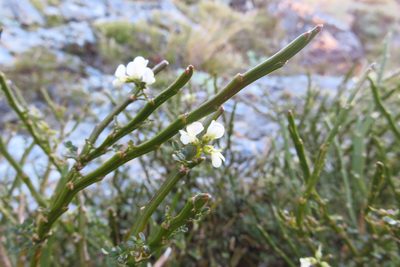 Carmichaelia arborea, photographed by n_armstrong