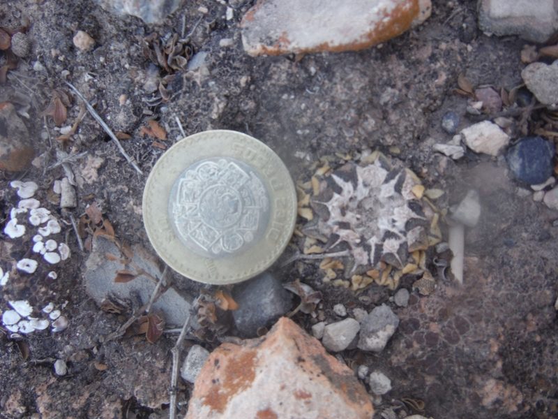 Ariocarpus kotschoubeyanus, photographed by Alejandro Gómez Maya