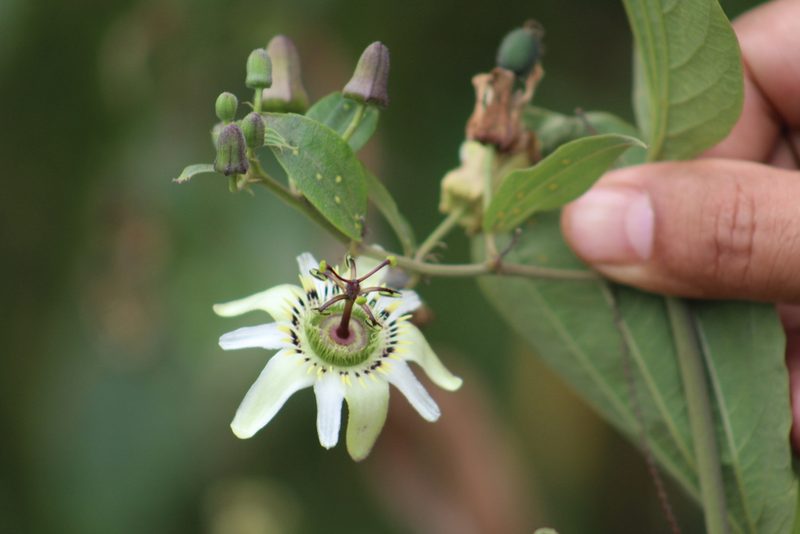 Passiflora cuspidifolia, photographed by GERMAN LEONEL SARMIENTO CRUZ