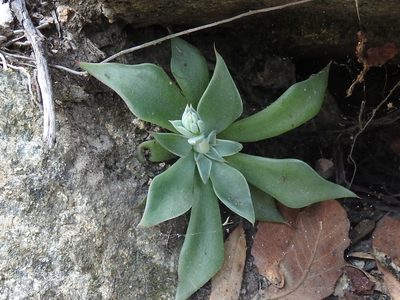 Graptopetalum bartramii, photographed by Sam Kieschnick