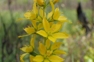 Lysimachia asperulifolia, photographed by Austin Pursley