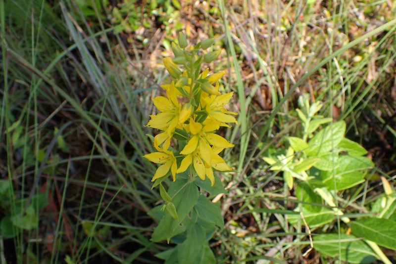 Lysimachia asperulifolia, photographed by Austin Pursley
