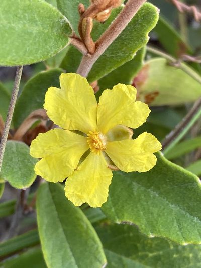 Hibbertia banksii, photographed by Richard Fuller