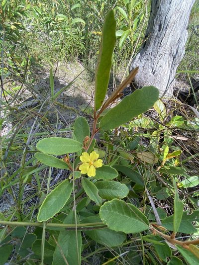 Hibbertia banksii, photographed by Richard Fuller