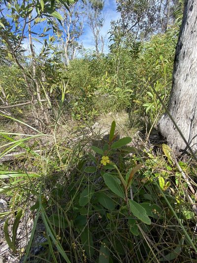 Hibbertia banksii, photographed by Richard Fuller