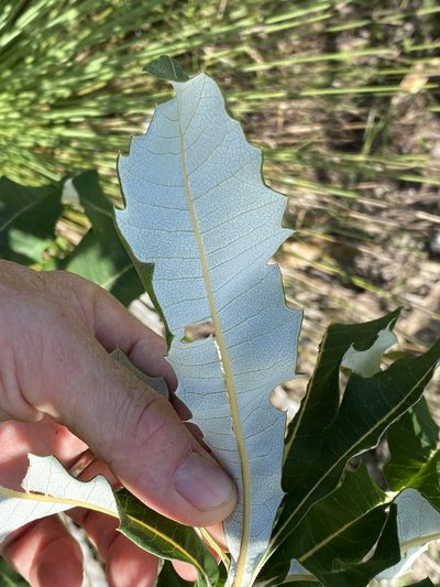 Banksia dentata, photographed by Richard Fuller