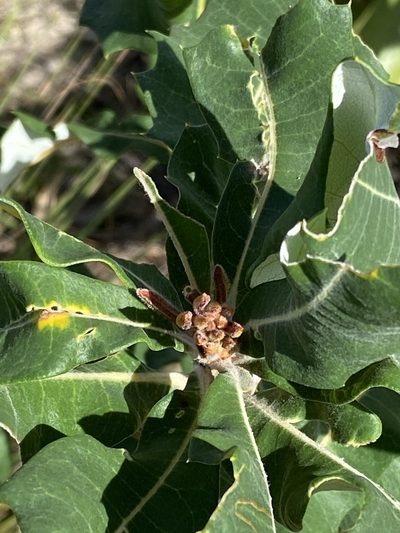 Banksia dentata, photographed by Richard Fuller