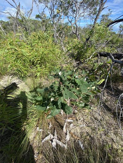 Banksia dentata, photographed by Richard Fuller