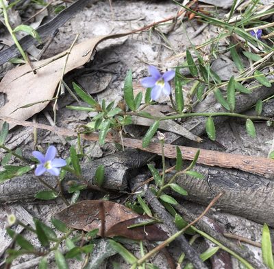 Lobelia pratioides, photographed by yatesy