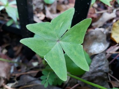 Oxalis dehradunensis, photographed by Tyler Bishop