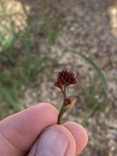 Haemodorum coccineum, photographed by Richard Fuller