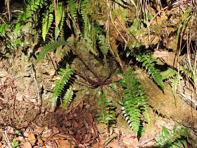 Polystichum prionolepis, photographed by Jacy Chen