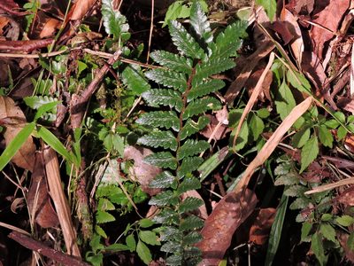 Polystichum prionolepis, photographed by Jacy Chen