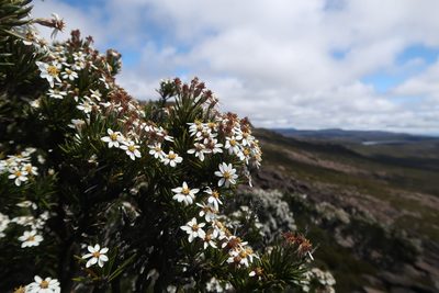 Olearia pinifolia, photographed by Cowirrie