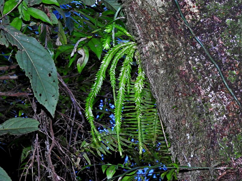 Phlegmariurus fordii, photographed by Jacy Chen
