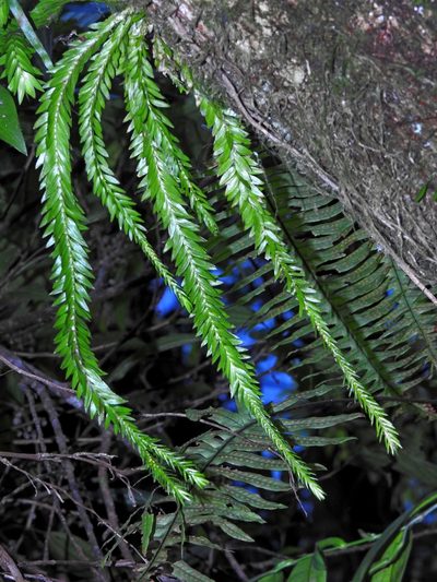 Phlegmariurus fordii, photographed by Jacy Chen