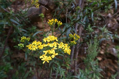 Senecio linearifolius, photographed by Cowirrie