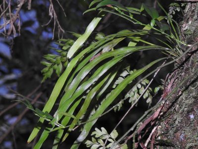 Haplopteris elongata, photographed by Jacy Chen