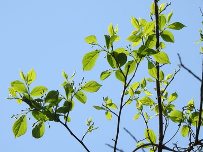 Styrax formosanus, photographed by Jacy Chen