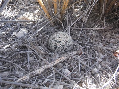 Coryphantha echinoidea, photographed by Alejandro Gómez Maya