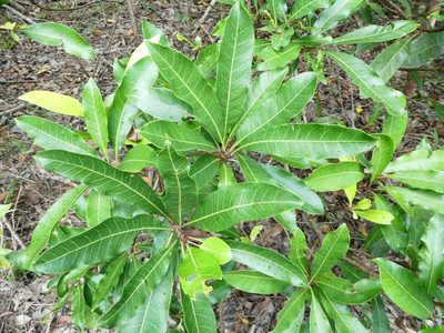 Buchanania arborescens, photographed by Steve Fitzgerald