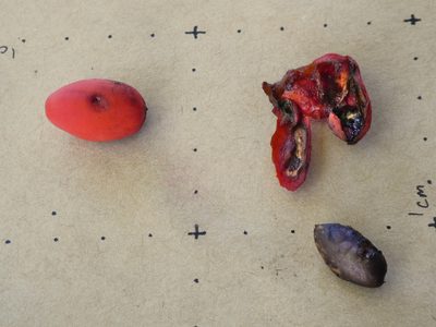 Erycibe coccinea, photographed by Steve Fitzgerald