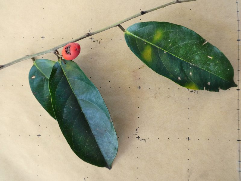 Erycibe coccinea, photographed by Steve Fitzgerald