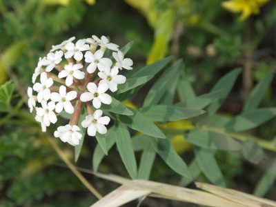 Stellera chamaejasme, photographed by Ochirnima Nimaev