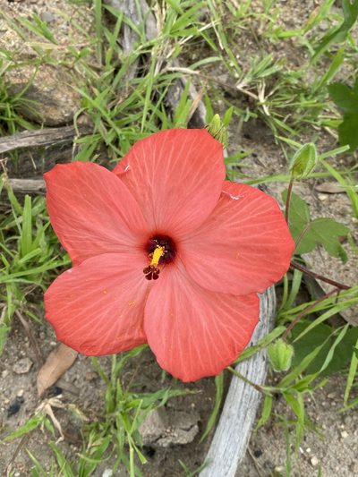 Abelmoschus sagittifolius, photographed by Richard Fuller