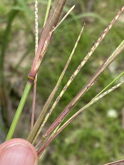 Rottboellia rottboellioides, photographed by Richard Fuller