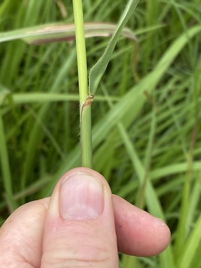 Rottboellia rottboellioides, photographed by Richard Fuller