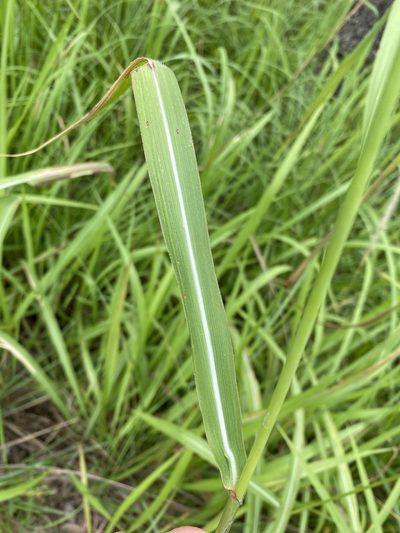 Rottboellia rottboellioides, photographed by Richard Fuller