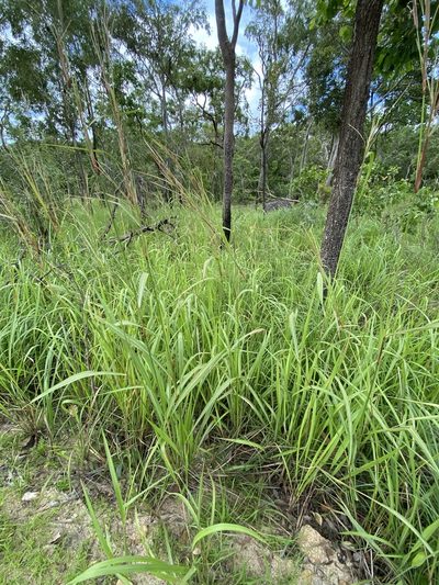 Rottboellia rottboellioides, photographed by Richard Fuller