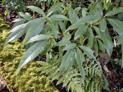 Quercus myrsinifolia, photographed by りなべる
