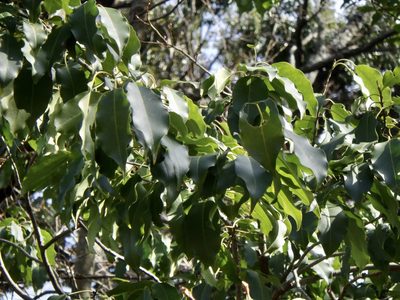 Ilex pedunculosa, photographed by りなべる