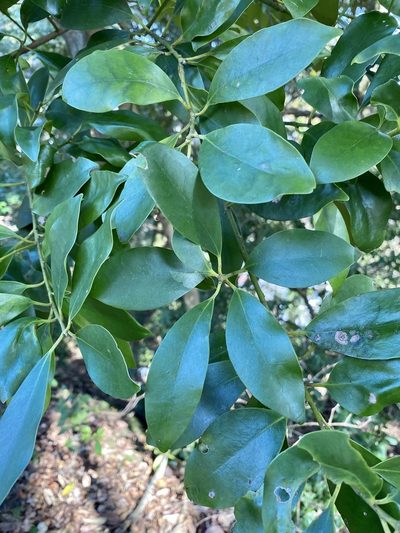 Ilex integra, photographed by りなべる