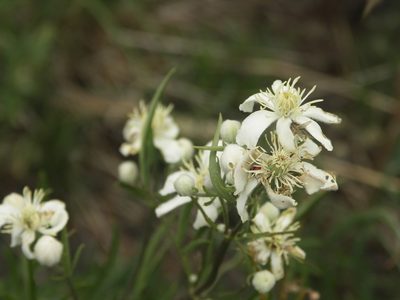 Clematis hexapetala, photographed by Ochirnima Nimaev