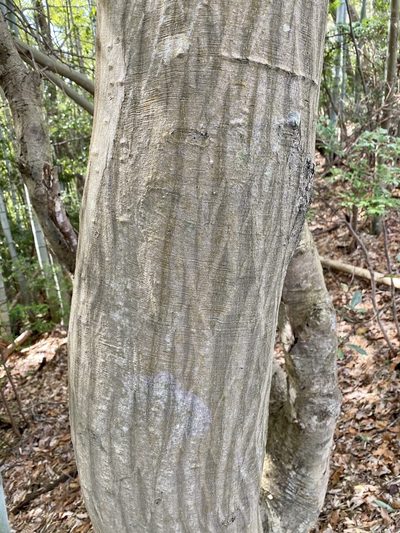 Carpinus laxiflora, photographed by りなべる