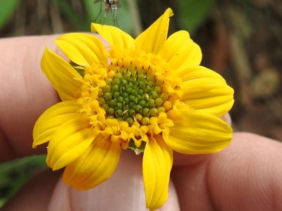 Lasianthaea podocephala, photographed by Sam Kieschnick