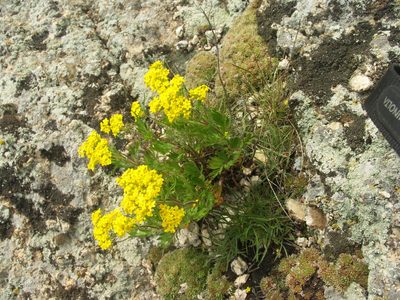Patrinia rupestris, photographed by Ochirnima Nimaev
