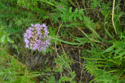 Allium senescens, photographed by Ochirnima Nimaev