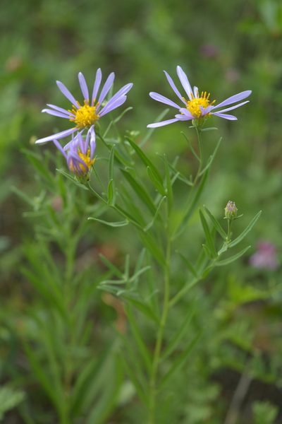 Galatella dahurica, photographed by Ochirnima Nimaev