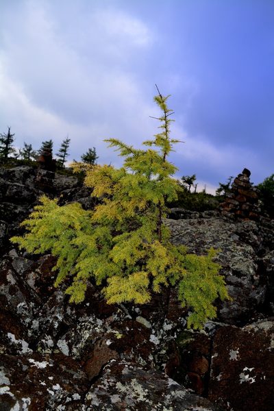 Larix gmelinii, photographed by Ochirnima Nimaev
