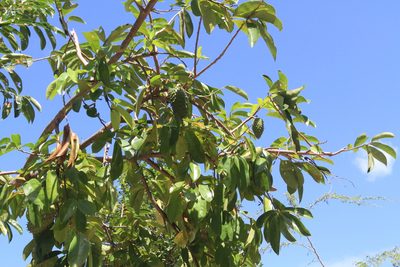 Annona muricata, photographed by Brian Oakes Haiti Hunter