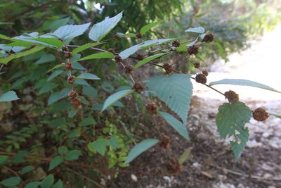 Melochia nodiflora, photographed by Brian Oakes Haiti Hunter