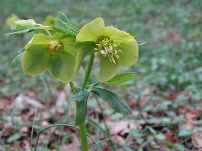 Helleborus cyclophyllus, photographed by Kostas Zontanos