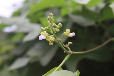Lablab purpureus, photographed by Brian Oakes Haiti Hunter