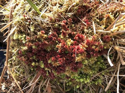Sphagnum rubellum, photographed by James Clow