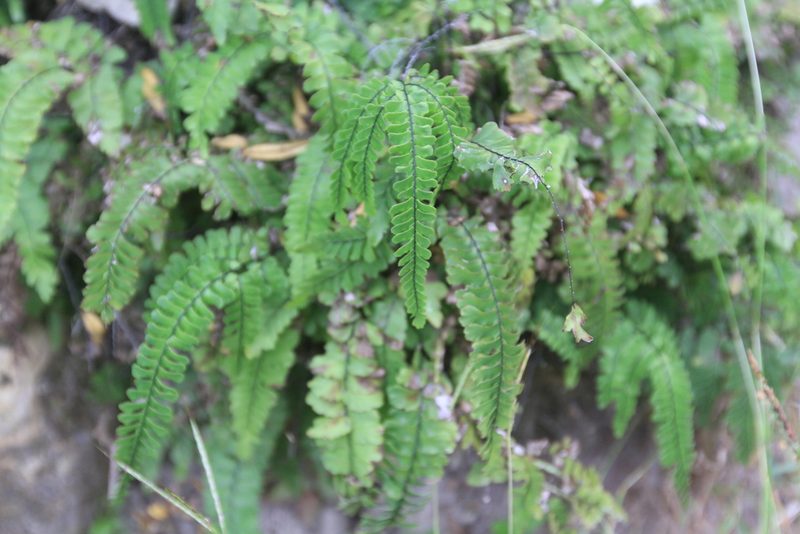 Adiantum melanoleucum, photographed by Brian Oakes Haiti Hunter